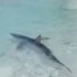 Γαλάζιος καρχαρίας εμφανίστηκε στα ρηχά σε παραλία των Επτανήσων