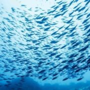 Ξενικά είδη ψαριών «μεταναστεύουν» σε Μεσόγειο και Αιγαίο λόγω αύξησης της θερμοκρασίας