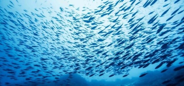 Ξενικά είδη ψαριών «μεταναστεύουν» σε Μεσόγειο και Αιγαίο λόγω αύξησης της θερμοκρασίας