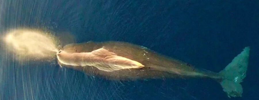 Εντοπίστηκε η φάλαινα φυσητήρας που ζει μεταξύ Χίου, Ικαρίας, Σάμου