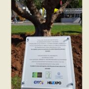 Yπεραιωνόβια ελιά στην «καρδιά» της ΔΕΘ
