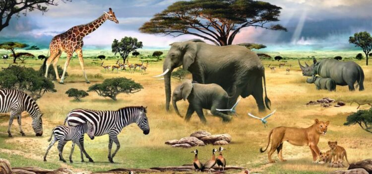 Σχεδόν το 70% της άγριας πανίδας εξαφανίστηκε από το 1970 (WWF)