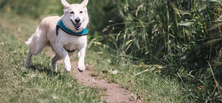 Ένα startup αναπτύσσει φάρμακα που επιμηκύνουν τη ζωή των σκύλων