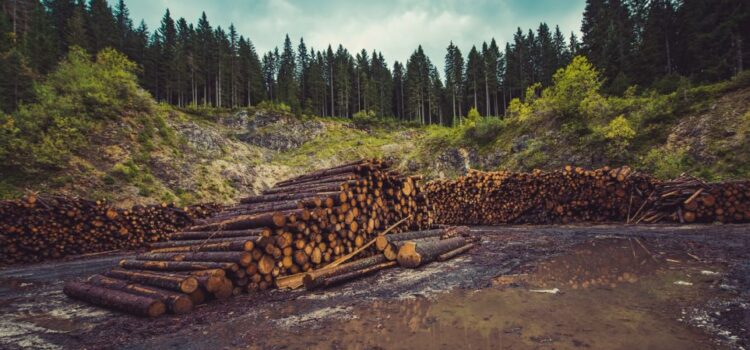 Η ΕΕ απαγορεύει τις εισαγωγές προϊόντων που συνδέονται με την αποψίλωση δασών