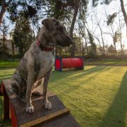 Δύο νέα σύγχρονα dog parks δημιουργήθηκαν στο Άλσος Χωροφυλακής και στον Λόφο Λαμπράκη