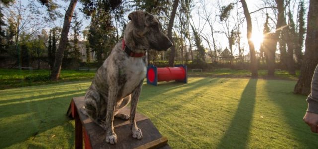 Δύο νέα σύγχρονα dog parks δημιουργήθηκαν στο Άλσος Χωροφυλακής και στον Λόφο Λαμπράκη