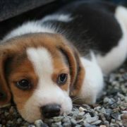Ολλανδία: Θέλει να απαγορεύσει την κατοχή ζώων συντροφιάς με γενετικές μεταλλάξεις που τα καθιστούν… χαριτωμένα