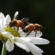 Οι μέλισσες, πηγή πληροφοριών για την υγεία των κατοίκων των πόλεων