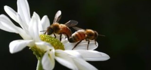 Οι μέλισσες, πηγή πληροφοριών για την υγεία των κατοίκων των πόλεων