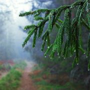 …μια μακριά μαγιάτικη βροχή