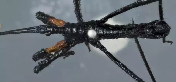 Καθόλου τρομακτικό: Επιστήμονες ανακάλυψαν έντομο που χρησιμοποιεί εργαλείο για να σκοτώσει το θήραμά του
