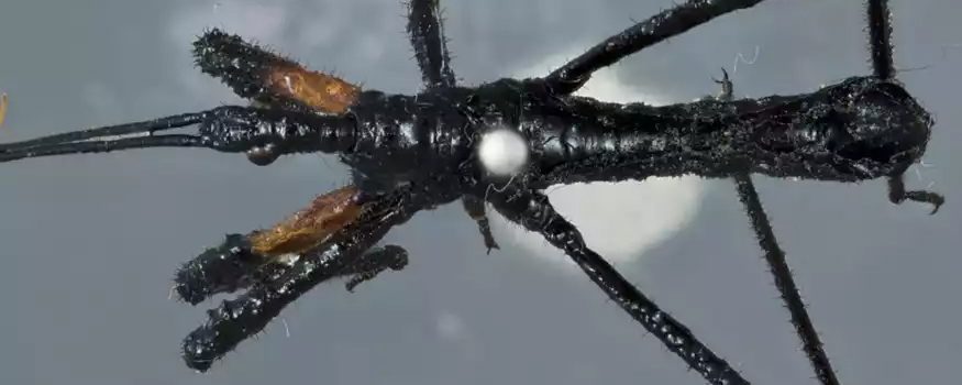 Καθόλου τρομακτικό: Επιστήμονες ανακάλυψαν έντομο που χρησιμοποιεί εργαλείο για να σκοτώσει το θήραμά του