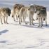 Πώς ένας λύκος αναβίωσε ένα ολόκληρο δασικό οικοσύστημα