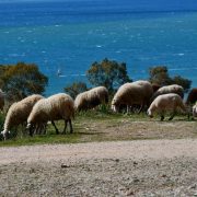 Πρόβατα έφαγαν 100 κιλά κάνναβης και άρχισαν τις… τρέλες: Εισέβαλαν σε θερμοκήπιο στον Αλμυρό Βόλου