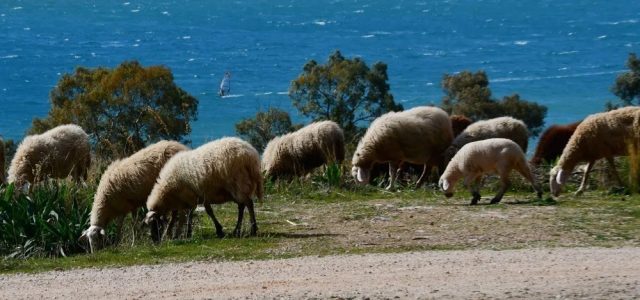 Πρόβατα έφαγαν 100 κιλά κάνναβης και άρχισαν τις… τρέλες: Εισέβαλαν σε θερμοκήπιο στον Αλμυρό Βόλου