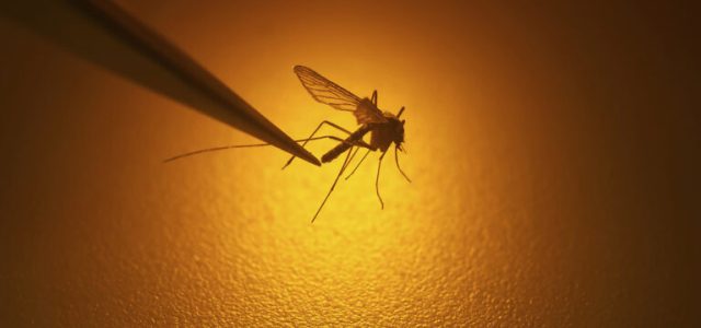 Το παρατεταμένο καλοκαίρι ευνοεί τον υπερπληθυσμό του ασιατικού κουνουπιού τίγρης – Συστάσεις από τον ΕΟΔΥ