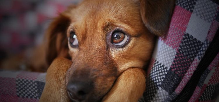 Μυστηριώδης νόσος προσβάλλει σκύλους: Έχουν συμπτώματα αλλά οι εξετάσεις βγαίνουν αρνητικές