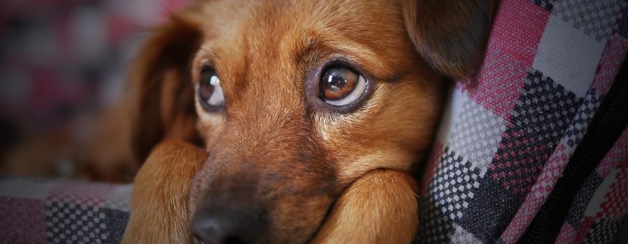 Μυστηριώδης νόσος προσβάλλει σκύλους: Έχουν συμπτώματα αλλά οι εξετάσεις βγαίνουν αρνητικές
