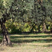 Eλιά | Τι πρέπει να προσέξουν αυτή την εποχή οι ελαιοπαραγωγοί