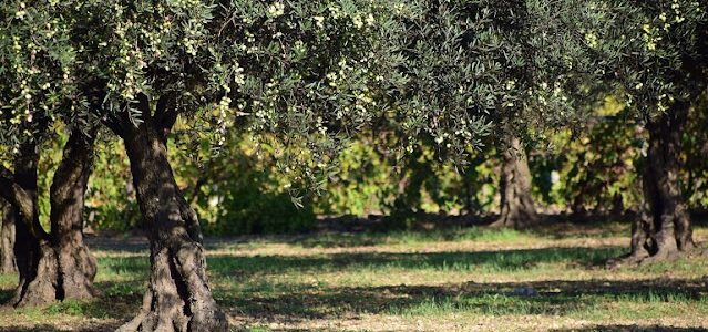 Eλιά | Τι πρέπει να προσέξουν αυτή την εποχή οι ελαιοπαραγωγοί