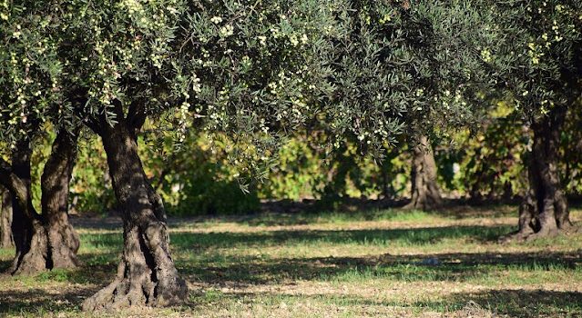 Eλιά | Τι πρέπει να προσέξουν αυτή την εποχή οι ελαιοπαραγωγοί