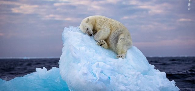 Η πολική αρκούδα που κοιμάται στην κορφή του παγόβουνου: Φωτογραφία της χρονιάς για εικόνα από την άγρια ζωή