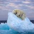 Η πολική αρκούδα που κοιμάται στην κορφή του παγόβουνου: Φωτογραφία της χρονιάς για εικόνα από την άγρια ζωή