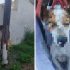 Κτηνωδία στη Σαλαμίνα: Κρέμασαν σκύλο σε κολώνα