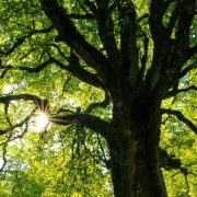 Τα δέντρα «βήχουν» – Δεν μπορούν να απορροφήσουν το διοξείδιο του άνθρακα στην ατμόσφαιρα