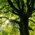 Τα δέντρα «βήχουν» – Δεν μπορούν να απορροφήσουν το διοξείδιο του άνθρακα στην ατμόσφαιρα