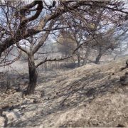 Χαμός στους δήμους για τον Κανονισμό Πυροπροστασίας Ακινήτων