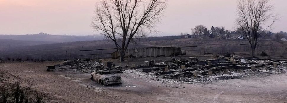 Το φυτό που τροφοδοτεί τον κίνδυνο εκδήλωσης πυρκαγιάς βρίσκεται παντού γύρω μας