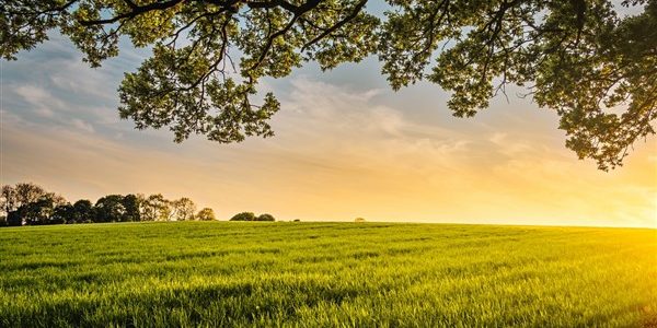 Κτηματολόγιο & Δασικοί Χάρτες: αγκάθια και οι λύσεις για εκχερσωμένες εκτάσεις