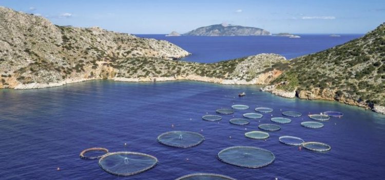 Η Aqua Bridge αναλαμβάνει τα ηνία της Avramar και διαμορφώνει το μέλλον των ιχθυοκαλλιεργειών