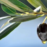 Εφορία: εξοντωτικά πρόστιμα για μικροπαραγωγούς ελαιόλαδου