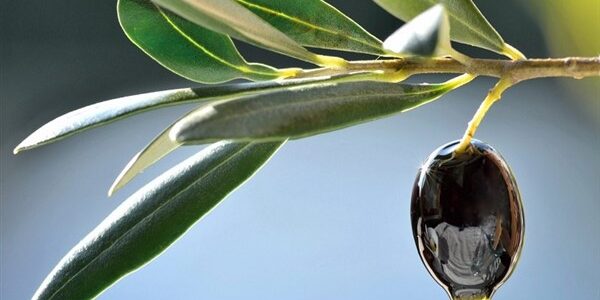 Εφορία: εξοντωτικά πρόστιμα για μικροπαραγωγούς ελαιόλαδου