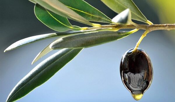 Εφορία: εξοντωτικά πρόστιμα για μικροπαραγωγούς ελαιόλαδου