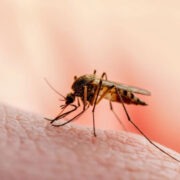 Ιός Δυτικού Νείλου: Οι 42 δήμοι που βρίσκονται στο «κόκκινο» – Η τελευταία έκθεση του ΕΟΔΥ