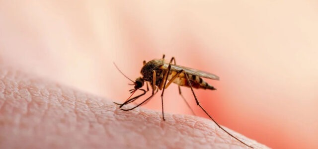 Ιός Δυτικού Νείλου: Οι 42 δήμοι που βρίσκονται στο «κόκκινο» – Η τελευταία έκθεση του ΕΟΔΥ