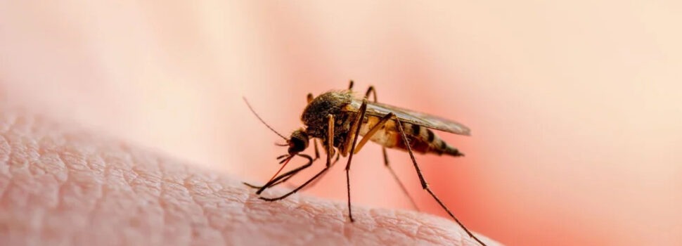 Ιός Δυτικού Νείλου: Οι 42 δήμοι που βρίσκονται στο «κόκκινο» – Η τελευταία έκθεση του ΕΟΔΥ