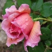 ΥΜΝΟΣ ΕΙΣ ΤΑ ΕΙΣΟΔΙΑ ΤΗΣ ΘΕΟΤΟΚΟΥ