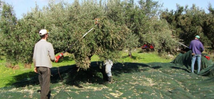 Ελαιοκομικό Μητρώο: Μεγάλες ανατροπές για συνταξιούχους & αγρότες που καλλιεργούν ελιές!