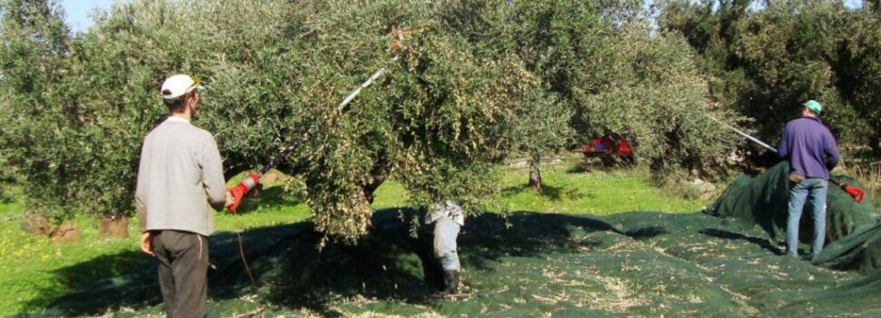 Ελαιοκομικό Μητρώο: Μεγάλες ανατροπές για συνταξιούχους & αγρότες που καλλιεργούν ελιές!