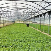 Νέα παράταση έως τις 9 Δεκεμβρίου για το πρόγραμμα των Θερμοκηπίων