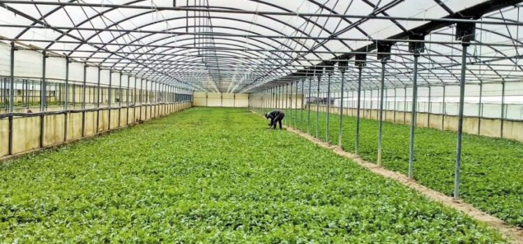 Νέα παράταση έως τις 9 Δεκεμβρίου για το πρόγραμμα των Θερμοκηπίων