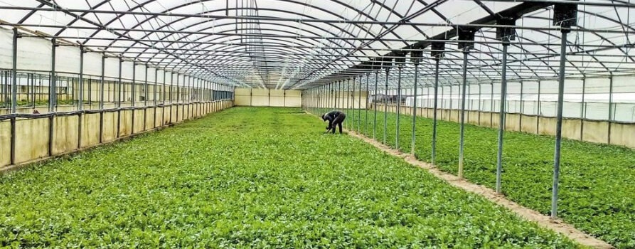 Νέα παράταση έως τις 9 Δεκεμβρίου για το πρόγραμμα των Θερμοκηπίων