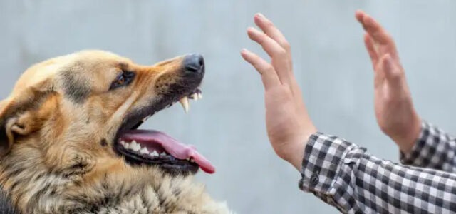 ΕΟΔΥ: Χιλιάδες άνθρωποι τραυματίστηκαν από σκύλους το 2023 στην Ελλάδα