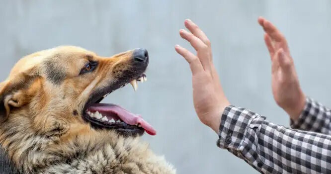ΕΟΔΥ: Χιλιάδες άνθρωποι τραυματίστηκαν από σκύλους το 2023 στην Ελλάδα