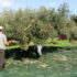 Ελαιοκομικό Μητρώο: Μεγάλες ανατροπές για συνταξιούχους & αγρότες που καλλιεργούν ελιές!