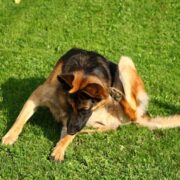 Εντερικά Παράσιτα